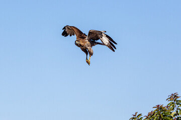 An eagle is taking off from the bush, and flies in the sky. `