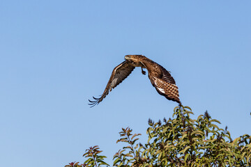 An eagle is taking off from the bush, and flies in the sky. `