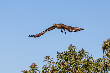 An eagle is taking off from the bush, and flies in the sky. `