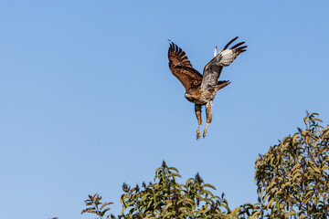 An eagle is taking off from the bush, and flies in the sky. `