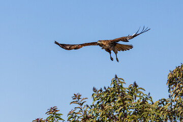 An eagle is taking off from the bush, and flies in the sky. `