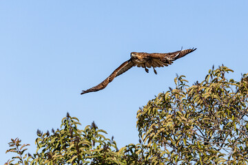 An eagle is taking off from the bush, and flies in the sky. `