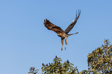 An eagle is taking off from the bush, and flies in the sky. `