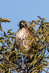 An eagle is taking off from the bush, and flies in the sky. `