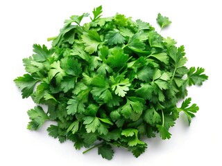 Obraz premium Fresh Herbs: Parsley, Cilantro, Chervil & Coriander - Isolated Top View