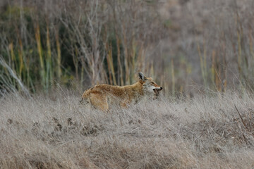 A coyote catches a rat and eats it. 