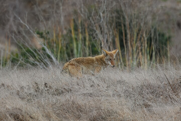 A coyote catches a rat and eats it. 