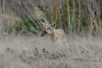 A coyote catches a rat and eats it. 