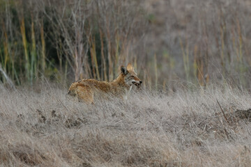 A coyote catches a rat and eats it. 