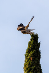 Red-tailed hawk taking off from a tree