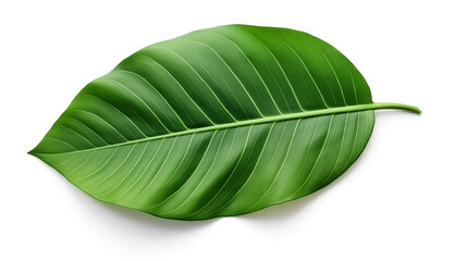 Obraz premium green leaves isolated on white background. leaves