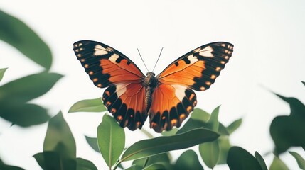 Naklejka premium Orange butterfly wings open, green leaves, bright background, nature imagery