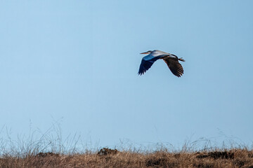 A great blue heron flies over grass
