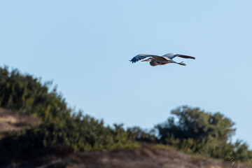A great blue heron flies over grass