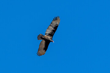 A Turkey vulture flies in blue sky 