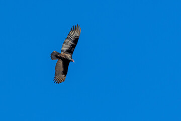 A Turkey vulture flies in blue sky 