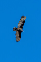 A Turkey vulture flies in blue sky 