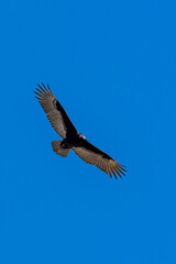 A Turkey vulture flies in blue sky 