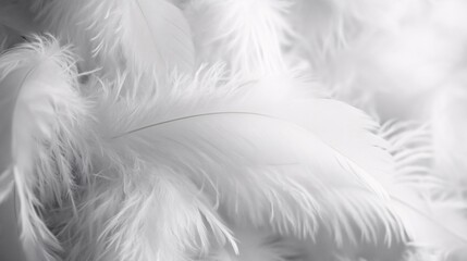 Fototapeta premium White feather texture is creating soft and gentle background
