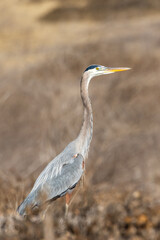 A great blue heron flies over brown grass