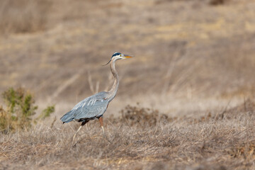 A great blue heron flies over brown grass