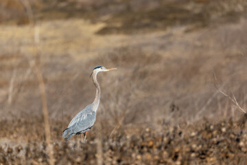 A great blue heron flies over brown grass
