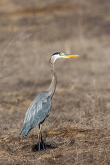 A great blue heron flies over brown grass