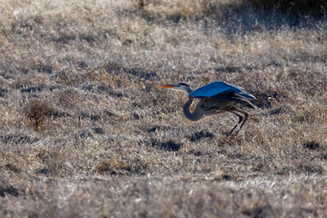A great blue heron flies over brown grass