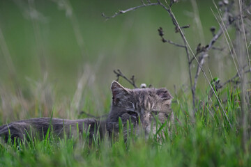 Wild Bob Cat aka Lynx rufus in the meadow