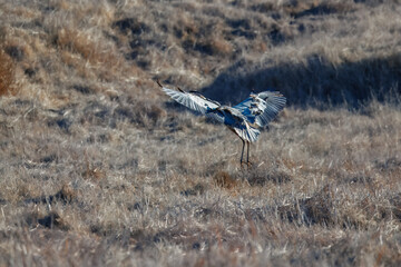 A great blue heron flies over brown grass