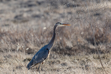 A great blue heron flies over brown grass