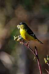 Two lesser goldfinch birds fight 