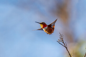 a hummingbird catching an insect