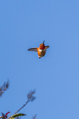 a hummingbird catching an insect