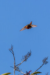 a hummingbird catching an insect