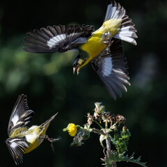 A LESSER GOLDFINCH BIRD TAKING FOOD