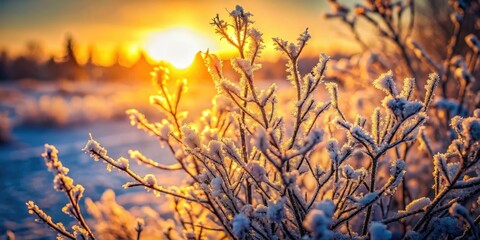 Obraz premium Winter's fiery kiss: a frozen bush ablaze against a sunset sky.