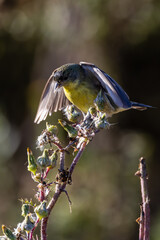 A LESSER GOLDFINCH BIRD TAKING FOOD