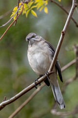 a northern mockingbird 