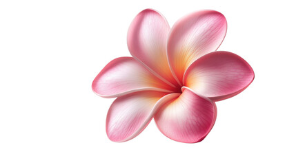 frangipani flower isolated on white background 