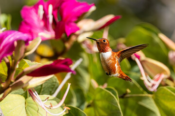 Closeup of a hummingbird 