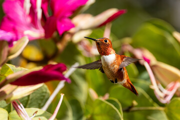 Fototapeta premium Closeup of a hummingbird 