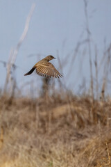 A says Phoebe taking off from a branch