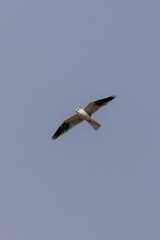 a white-tailed kite bird flies in sky