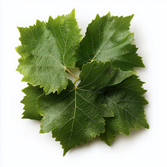 Fototapeta premium Grape Leaves Isolated on White Background 