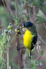 A LESSER GOLDFINCH BIRD TAKING FOOD