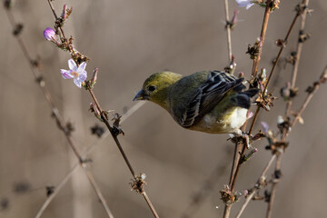Closeup of a lesser Goldfinch taking flower seeds