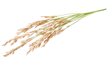 ears of rice isolated on white background 