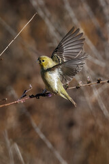 Closeup of a lesser Goldfinch taking flower seeds