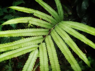 green fern leaf, nature background